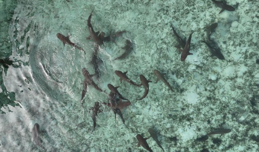 8. Sharks_Val Sakhenko