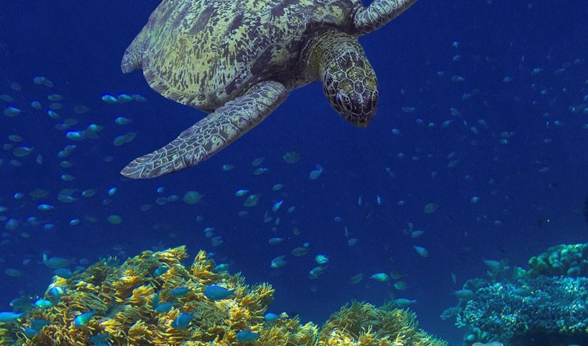 9. Green Sea Turtle_Gustav W. Verderber
