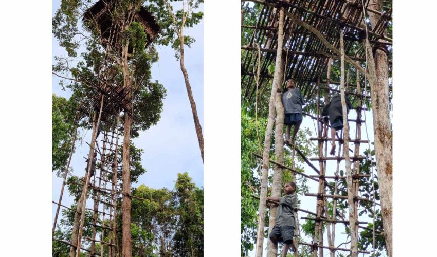 Korowai tree house