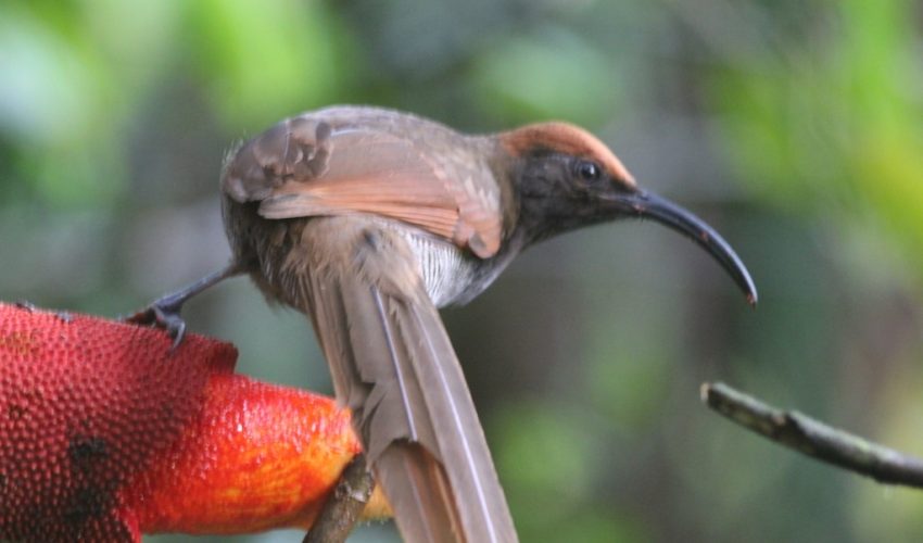 Wildlifetrekkingarfak5JPG