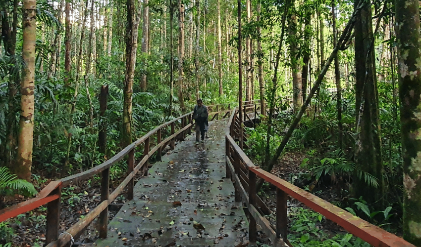 Wooden Bridge