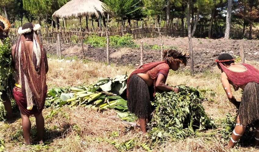 papua travel