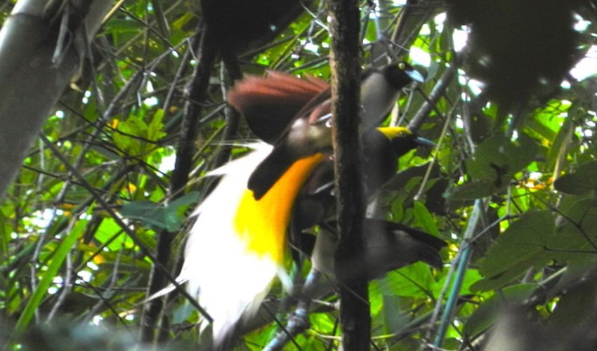 sorong rainforest tour