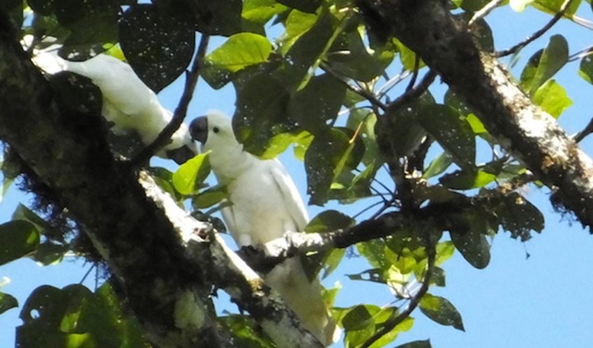 sorong rainforest tour